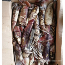 Frozen Indian Squid Whole Round For Sale 1-4kg from Indian Ocean